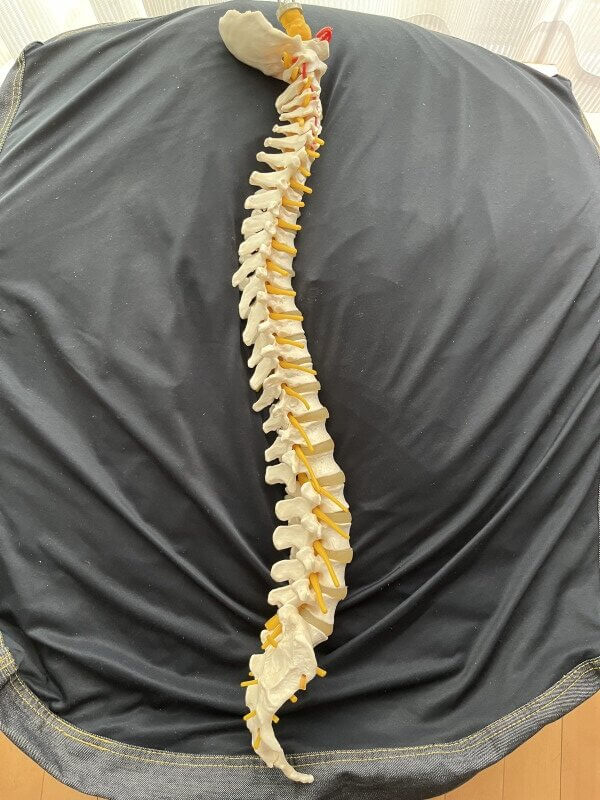 生理的湾曲を示した後頭骨脊柱仙骨尾てい骨を横から見た写真