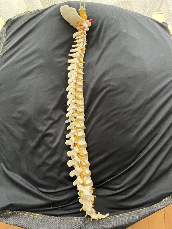 生理的湾曲を出来るだけ無くして真っ直ぐになった後頭骨脊柱仙骨尾てい骨の写真